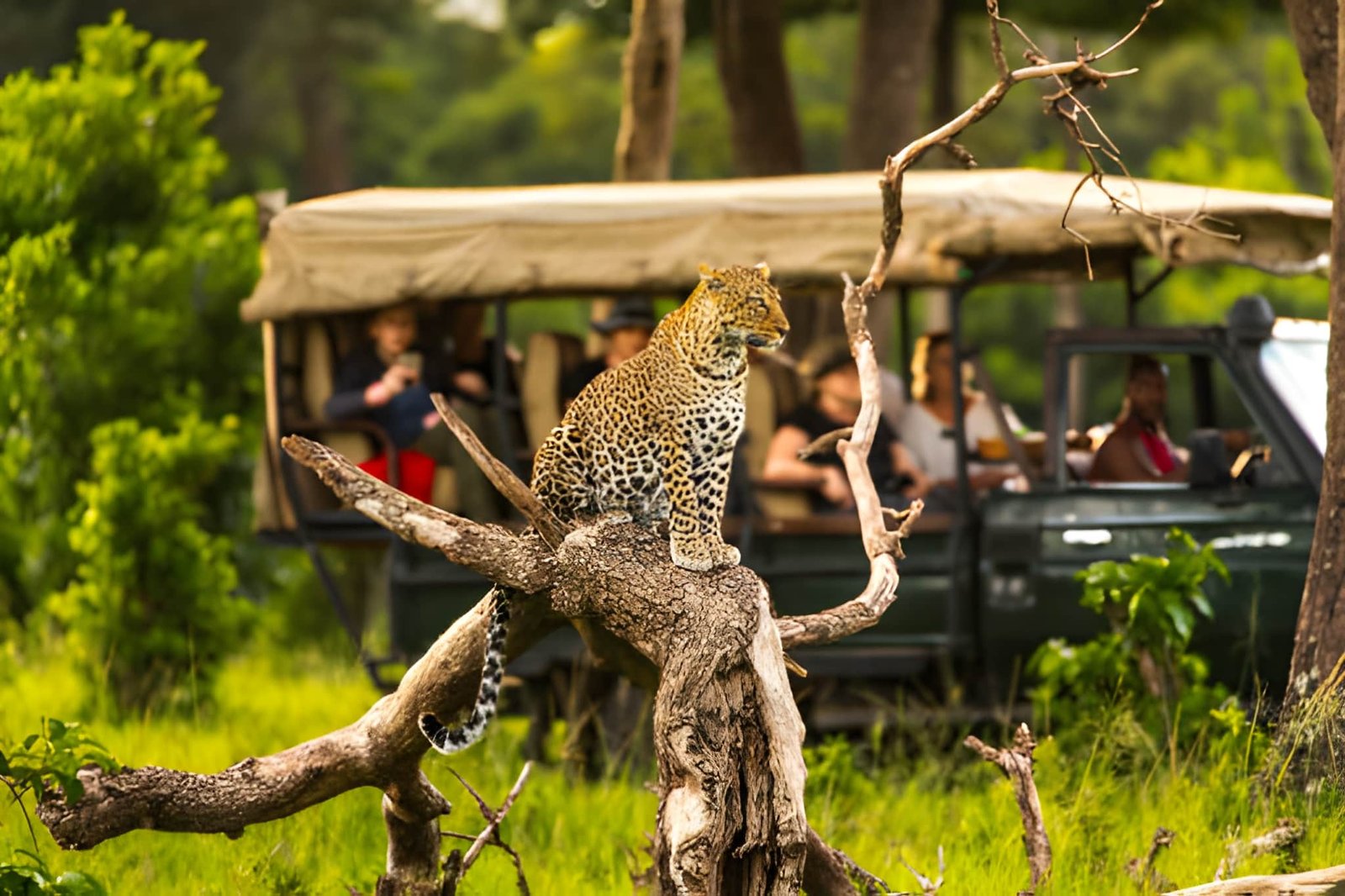 Safari